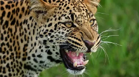 नैनीताल में तेंदुए के हमले में महिला की दर्दनाक मौत, ग्रामीणों में दहशत..