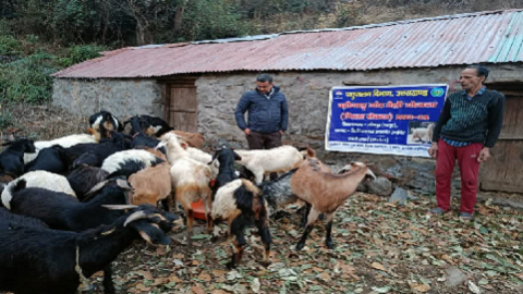 चारा संकट ने बढ़ाई मुश्किलें, घसियारी योजना के लाभार्थियों की बढ़ी चिंता..