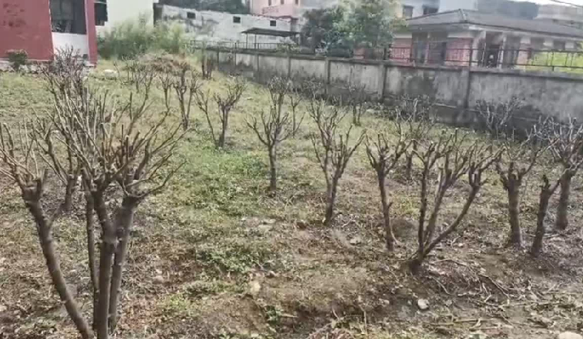 V-1 वैरायटी बदलेगी उत्तराखंड में रेशम खेती की तस्वीर, किसानों की बढ़ेगी आय..